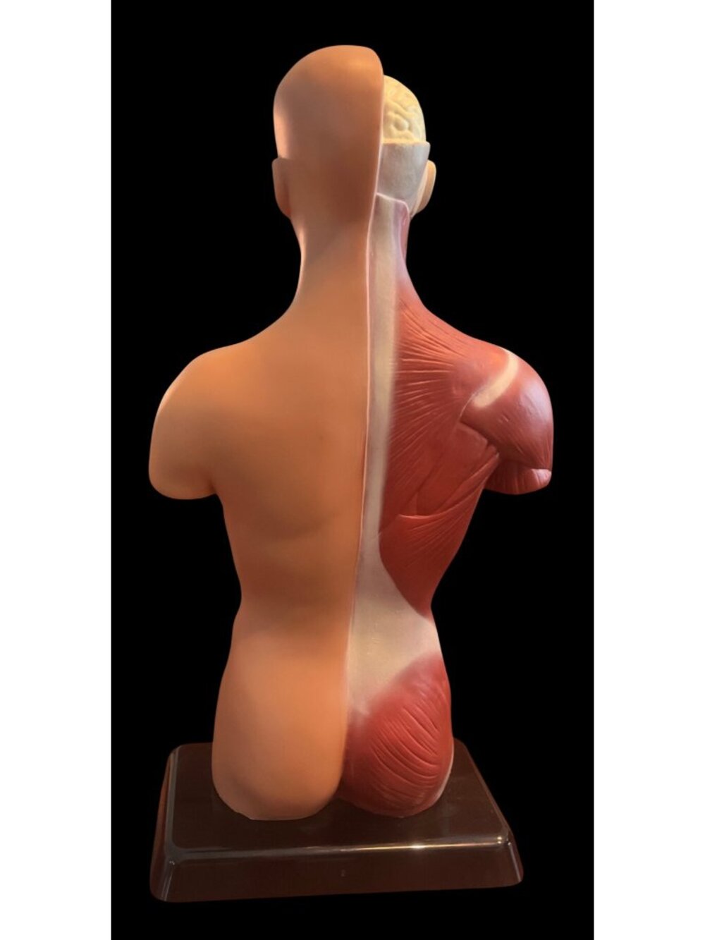 Human Anatomy Model Removable Organs Detailed Internal Systems Science Educati - Picture 3 of 8